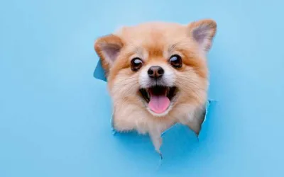 7 Post Ideas For A Pet Shop