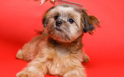 Five Post Ideas For A Dog Groomer
