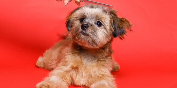 post ideas for dog groomer